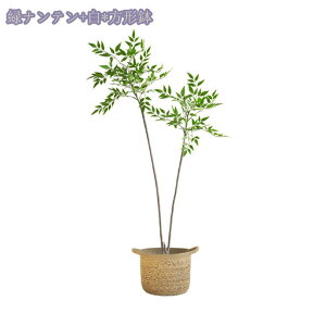 1000~OFFN[| ^tFCNA A { Iȑ | O rO[ _CjOe[u i lHϗtA tFCNO[ ȒPb炸 Vzj