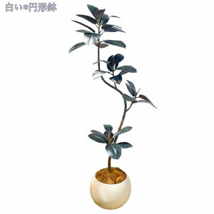 2000~OFFN[| ^tFCNA lHϗtA ͂Ȃ { | rO[ _CjOe[u j ^ϗtA lHϗtA tFCNO[ K̖ lH 