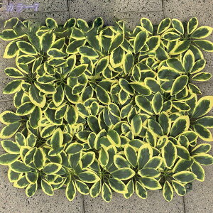 tFCNO[ lHϗtA lH O[EH[ pl Ogp pl ǖʑ oRj[ ֑ O[ CgO[ _[NO[ tσ^Cv V_ 