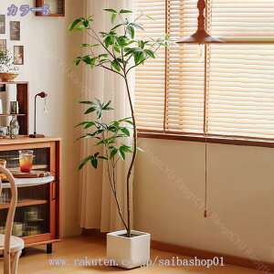 lHϗtA  CeA ^  hE_ccW lHV| tFCNvc n  rO ItBX a_ J^ ͂Ȃ hoH 1.6m RaogtCYU