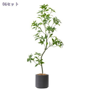 n tFCNO[ lHϗtA ΂̐A ϗt tFCN ^  ȒP sv Q쏜sv  ƒ 悯oRj[   c ^ Iȑ z Mt