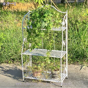 1000~OFFN[| 傱Ƃ ACA X^h 3i ܂肽 ԑ v^[X^h K[fjOG AeB[N 킢 u ܂ x_ K[fG AC