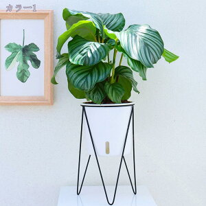 X^h v^[ 47cm  v^[|bg O[ AC{[ t[X^h t[|bg v^[X^h ی^ AؔX^h O  ϗtA |bg X