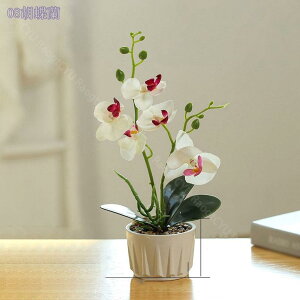 500~OFFN[| ϗtA C~e[VO[ ~j  tFCNO[ A CeA 킢 lH   v[g ̓ ̓Mtg Ղ 蕨 Ӓ V