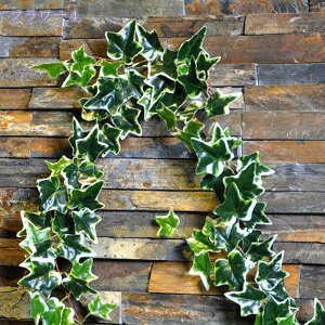 777~OFFN[| ACr[  ̉ tFCNO[   Ǌ| lHϗtA VNt[ ԓ A ͂Ȃ 뉀  ̉ ϗtA Xܑp ̓ Bep  