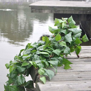 500~OFFN[| tFCNO[ Ηt ACr[ ݂艺 lHϗtA Ǌ| nMO ACr[ G A[g   CeAG 킢 ₵ i` lHA AC