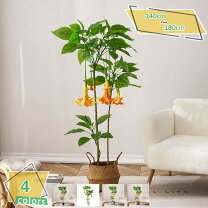 楽天市場】マンゴー（種類（触媒加工）CT触媒）（造花・人工観葉植物 