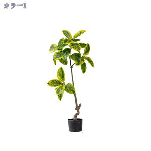 tFCNO[ ^ 160CM i`ȕ͋C  Vv ډB  ϗA lHϗt rO ItBX   CeA Vz JX J j  tFCNO[