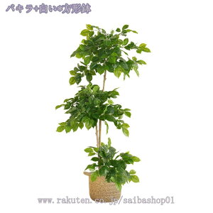 1000~OFFN[|  Vv ^ tFCNO[ ^ ډB  ϗA lHϗt rO ItBX   CeA Vz JX J j lHϗt  tFCN