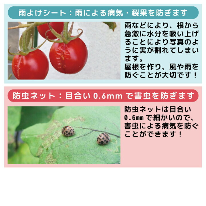 楽天市場 Daim 雨よけ虫よけミニ菜園ハウス ビニールハウス 小型 家庭菜園 トマト 雨よけ 雨除け 園芸 霜よけ 防虫 防鳥 組み立て式 畑 ガーデニングハウス 菜園用品 園芸用品 送料無料 メーカー直販 第一ビニール 株 楽天市場 Daim 雨よけ虫よけミニ菜園ハウス ビニールハウス 小型 家庭菜園 トマト 雨よけ 雨除け 園芸 霜よけ 防虫 防鳥 組み立て式 畑 ガーデニングハウス 菜園用品 園芸用品 送料無料 メーカー直販 第一ビニール 株
