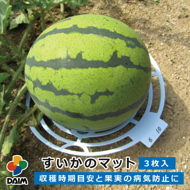 楽天市場 Daim すいかのマット 3枚入 マット 菜園 園芸 すいか ガーデニング スイカ 西瓜 かぼちゃ 家庭菜園 メーカー直販 第一ビニール 株