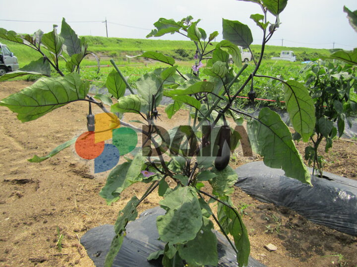 楽天市場 Daim なす支柱セット なす ナス 茄子 支柱 野菜 菜園 園芸 ガーデニング 家庭菜園 畑 用品 用具 メーカー直販 第一 ビニール 株
