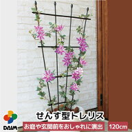 【お買い物マラソン限定！最大3,000円OFF】daim せんす型 トレリス 幅60cm×高さ120cm つる性植物 薔薇 …