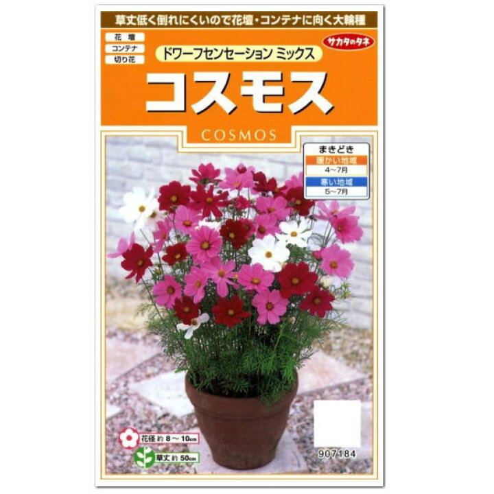 楽天市場 サカタのタネ コスモス ドワーフセンセーションミックス 種 春まき一年草 景観用 花壇 切花 たね タネ 種子 こすもす 園芸 ガーデニング 秋桜 ガーデニングと雑貨の菜園ライフ 楽天市場 サカタのタネ コスモス ドワーフセンセーションミックス 種 春まき一年草 景観用 花壇 切花 たね タネ 種子 こすもす 園芸 ガーデニング 秋桜 ガーデニングと雑貨の菜園ライフ