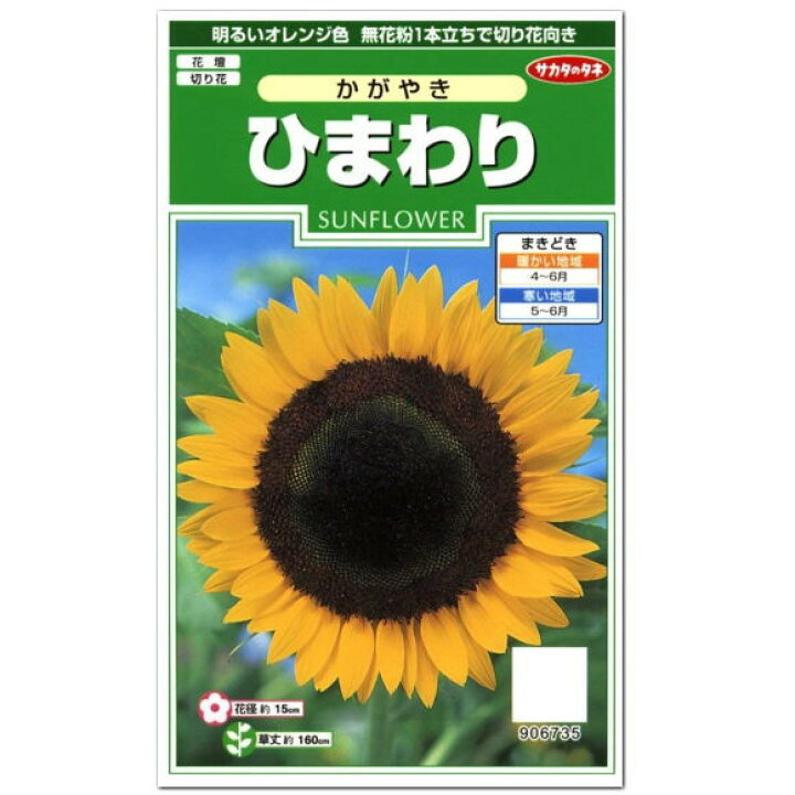 楽天市場 サカタのタネ ひまわり かがやき 種 花壇 プランター 寄せ植え 草花 向日葵 ヒマワリ たね タネ 種子 切り花 アレンジ ガーデニングと雑貨の菜園ライフ