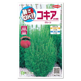 サカタのタネ コキア ほうき草 グリーン 春まき一年草 種 ホウキグサ 花壇 プランター 切花 人気 たね ガーデニング トンブリ