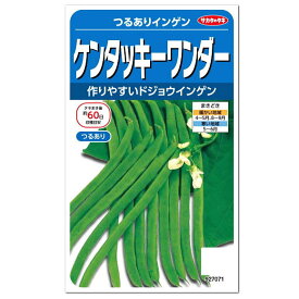 サカタのタネ つるありインゲン ケンタッキー ワンダー 種 家庭菜園 隠元 おいしい いんげんのタネ たね 種子 緑黄色野菜　※A