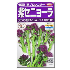 サカタのタネ 茎ブロッコリー 紫セニョーラ 種 家庭菜園 スティックブロッコリー プランター栽培 簡単 ベランダ タネ たね 種子
