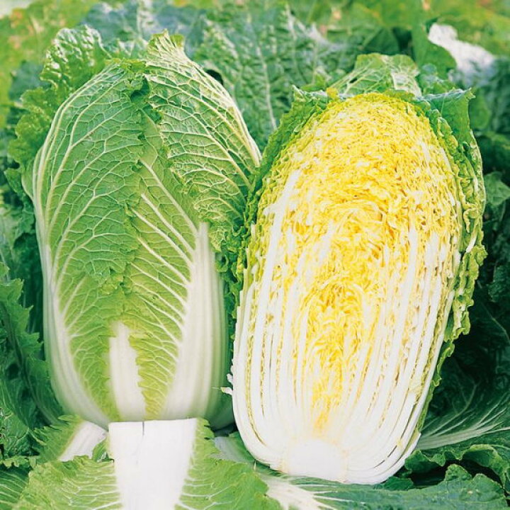 楽天市場 サカタのタネ 耐病黄芯耐寒性大玉90日 冬月90 白菜 種 家庭菜園 プランター栽培 白菜 はくさい ハクサイのタネ たね ガーデニングと雑貨の菜園ライフ 楽天市場 サカタのタネ 耐病黄芯耐寒性大玉90日 冬月90 白菜 種 家庭菜園 プランター栽培 白菜 はくさい ハクサイのタネ たね ガーデニングと雑貨の菜園ライフ