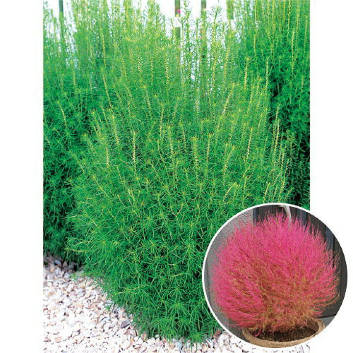楽天市場 サカタのタネ コキア ほうき草 グリーン 春まき一年草 種 ホウキグサ 花壇 プランター 切花 たね ガーデニング ガーデニングと雑貨の菜園ライフ