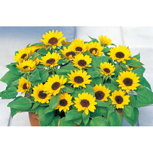 楽天市場 サカタのタネ ミニひまわり 小夏 草丈25 30cm 種 花壇 プランター 寄せ植え 向日葵 草花 ヒマワリのたね 種子 ガーデニング ガーデニングと雑貨の菜園ライフ