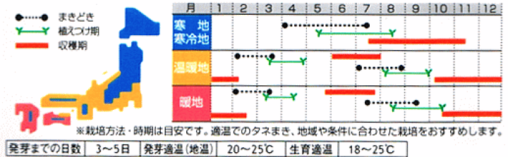 楽天市場 サカタのタネ 食べる健康 ケール 種 家庭菜園 青汁 ケールの種 たね 種子 簡単 プランター栽培 緑黄色野菜 ガーデニングと雑貨の菜園ライフ