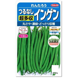 サカタのタネ つるなし 超多収インゲン れんたろう 種 家庭菜園 隠元 いんげんまめのタネ たね 種子 豆類 緑黄色野菜