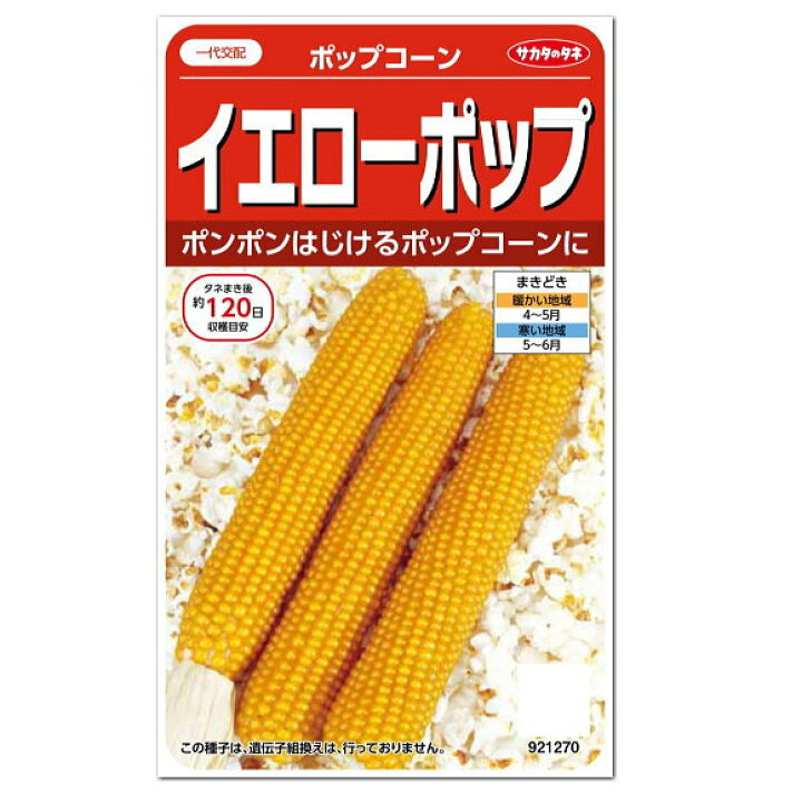 楽天市場 サカタのタネ ポップコーン イエローポップ 種 トウモロコシ 家庭菜園 とうもろこしのタネ たね 種子 夏野菜 ガーデニングと雑貨の菜園ライフ