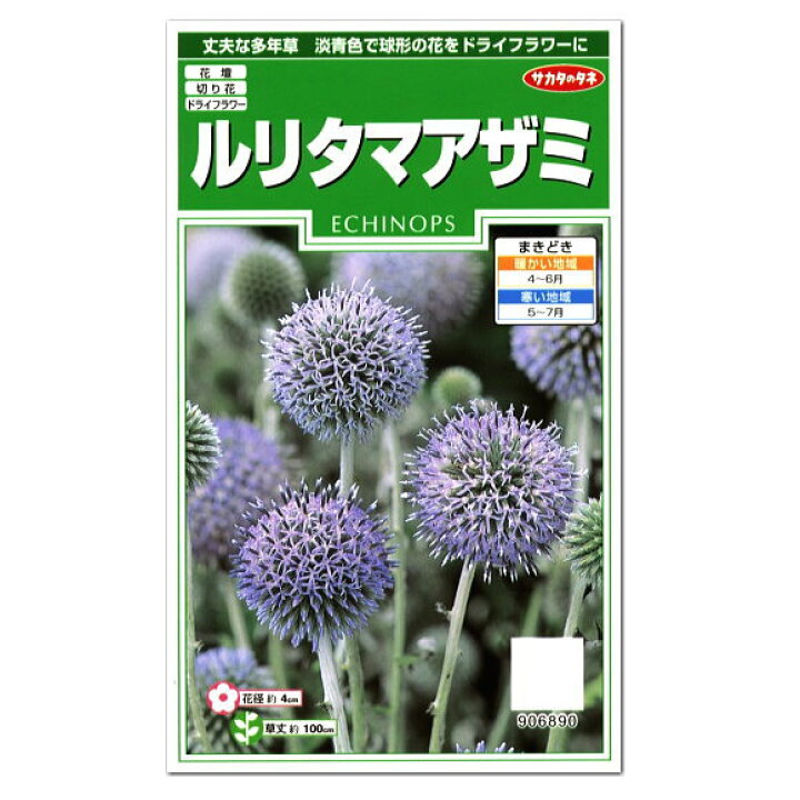 楽天市場 サカタのタネ ルリタマアザミ 種 多年草 花壇 プランター 切り花 ドライフラワー 種子 たね ガーデニング ガーデニングと雑貨の菜園ライフ 楽天市場 サカタのタネ ルリタマアザミ 種 多年草 花壇 プランター 切り花 ドライフラワー 種子 たね ガーデニング ガーデニングと雑貨の菜園ライフ
