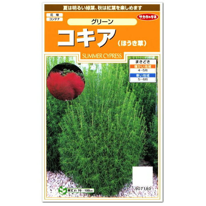 楽天市場 サカタのタネ コキア ほうき草 グリーン 春まき一年草 種 ホウキグサ 花壇 プランター 切花 たね ガーデニング ガーデニングと雑貨の菜園ライフ