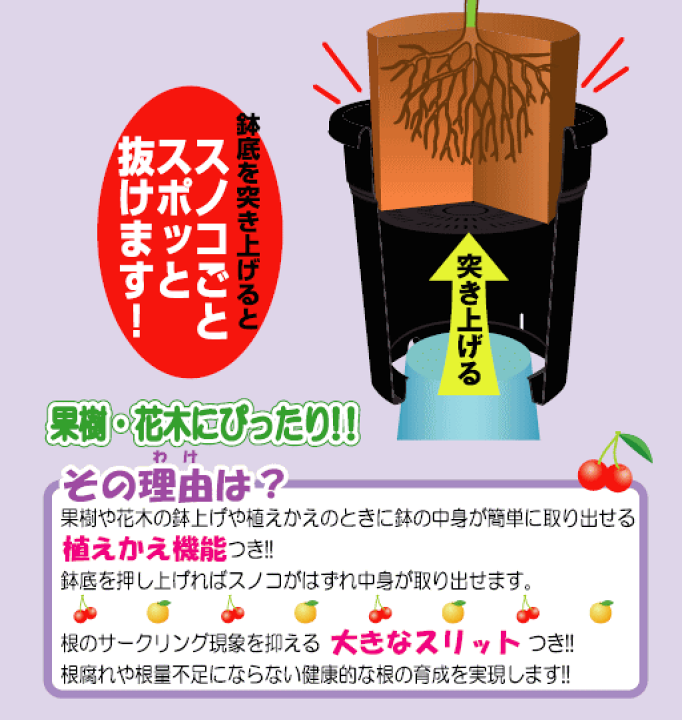 楽天市場】アップルウェアー 果樹鉢 310型 直径31cm×高さ32cm 14 楽天市場】アップルウェアー 果樹鉢 310型 直径31cm×高さ32cm 14