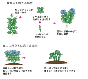 楽天市場 プロトリーフ 赤アジサイの土 5リットル 培養土 あじさいの 用土 園芸 ガーデニング 初心者向け 紫陽花 ガーデニングと雑貨の菜園ライフ