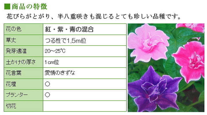 楽天市場 トーホク 桔梗咲あさがお 種 花壇 プランター ききょう 朝顔 アサガオのたね 種子 グリーンカーテン 緑のカーテン ガーデニングと雑貨の菜園ライフ