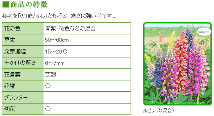 楽天市場 トーホク ルピナス 混合 種 一年草 花壇 プランター 切り花 たね のぼりふじ 昇藤 ノボリフジ 立藤 タチフジ ガーデニングと雑貨の菜園ライフ