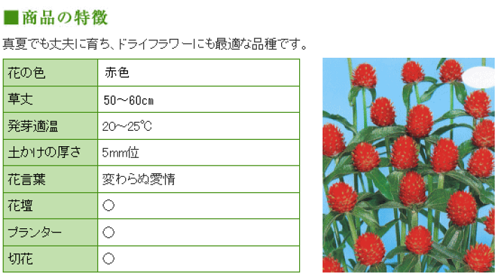 楽天市場 トーホク 千日紅 キャンディーポップ 種 花壇 プランター 切花 たね ガーデニング ガーデニングと雑貨の菜園ライフ 楽天市場 トーホク 千日紅 キャンディーポップ 種 花壇 プランター 切花 たね ガーデニング ガーデニングと雑貨の菜園ライフ