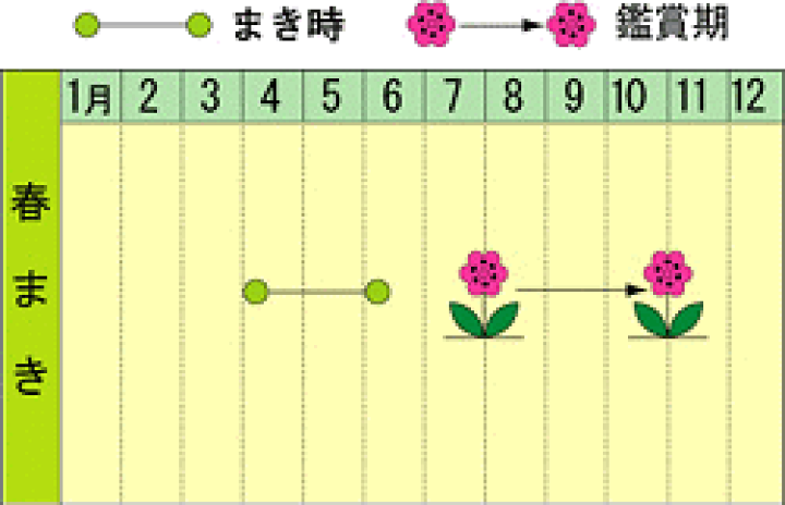 66円 ※アウトレット品 トーホク 花の種 種子 切花用矢車草 種 追跡可能メール便発送 全国一律370円 00214 66円 ※アウトレット品 トーホク 花の種 種子 切花用矢車草 種 追跡可能メール便発送 全国一律370円 00214