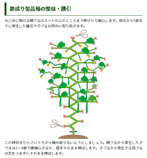 楽天市場 トーホク 秋どりキュウリ はやみどり 種 節成り型品種 家庭菜園 胡瓜 キュウリのタネ きゅうり たね 種子 野菜 リベンジ ガーデニングと雑貨の菜園ライフ