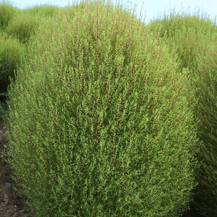 楽天市場 トーホク コキア ほうき草 種 観葉植物 花壇 たね ガーデニング ガーデニングと雑貨の菜園ライフ 楽天市場 トーホク コキア ほうき草 種 観葉植物 花壇 たね ガーデニング ガーデニングと雑貨の菜園ライフ
