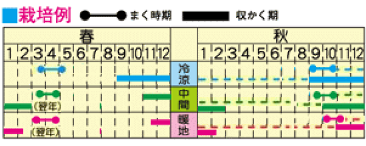 ishikura-pop.jpg