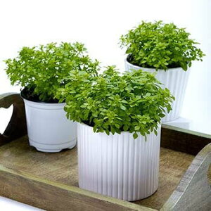 楽天市場 トーホク ハーブ ブッシュバジル 種 一年草 タネ たね 種子 料理用 ハーブ Herb メボウキ バジリコ ガーデニングと雑貨の菜園ライフ 楽天市場 トーホク ハーブ ブッシュバジル 種 一年草 タネ たね 種子 料理用 ハーブ Herb メボウキ バジリコ ガーデニングと雑貨の菜園ライフ