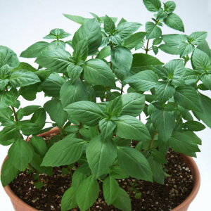 楽天市場 トーホク ハーブ シナモンバジル 種 一年草 家庭菜園 タネ たね 種子 料理用 ハーブ Herb メボウキ バジリコ ガーデニングと雑貨の菜園ライフ
