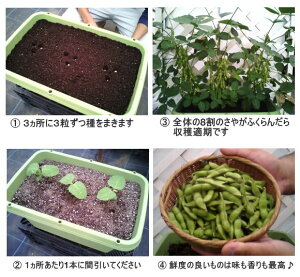 楽天市場 トーホク 早生茶豆 涼風 枝豆 種 生産地 北海道 えだまめ 家庭菜園 プランター栽培 種子 エダマメのタネ たね 種子 夏野菜 ガーデニングと雑貨の菜園ライフ 楽天市場 トーホク 早生茶豆 涼風 枝豆 種 生産地 北海道 えだまめ 家庭菜園 プランター栽培 種子 エダマメのタネ たね 種子 夏野菜 ガーデニングと雑貨の菜園ライフ