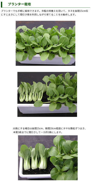 楽天市場 トーホク チンゲンサイ 緑陽 りょくよう 種 ミネラルが豊富な緑黄色野菜 家庭菜園 タイサイ パクチョイ プランター栽培 チンゲンサイ のタネ ガーデニングと雑貨の菜園ライフ