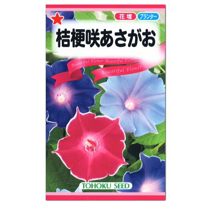 楽天市場 トーホク 桔梗咲あさがお 種 花壇 プランター ききょう 朝顔 アサガオのたね 種子 グリーンカーテン 緑のカーテン ガーデニングと雑貨の菜園ライフ