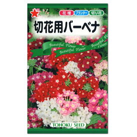 楽天市場 種 バーベナの通販