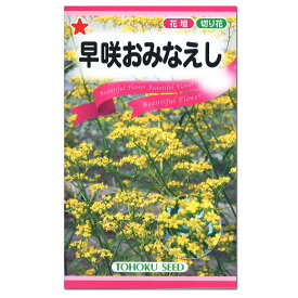 トーホク 早咲おみなえし 種 花壇 切り花 たね 種子タネ ガーデニング