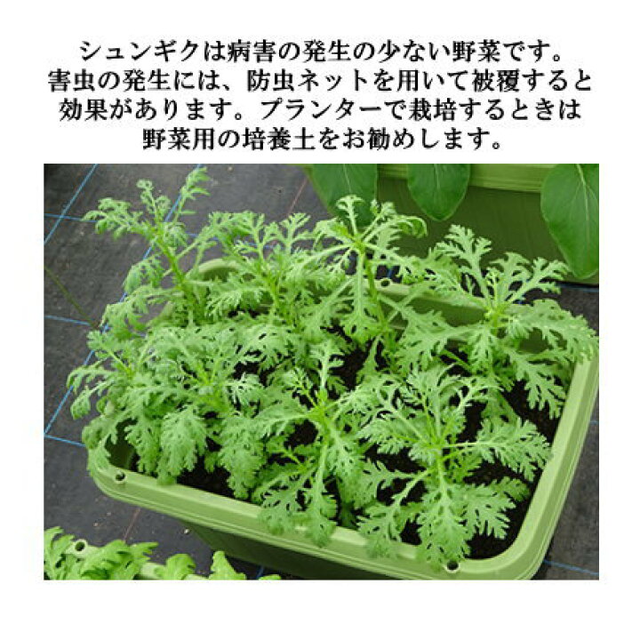 楽天市場 トーホク 大葉しゅんぎく 種 家庭菜園 プランター栽培 キクナ おたふく 春菊 シュンギクのタネ 緑黄色野菜 ガーデニングと雑貨の菜園ライフ