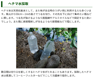 楽天市場 トーホク 大長へちま 涼夏 種 たね 種子 家庭菜園 ヘチマのタネ ナーベラー 糸瓜 グリーンカーテン 自由研究 ガーデニング と雑貨の菜園ライフ