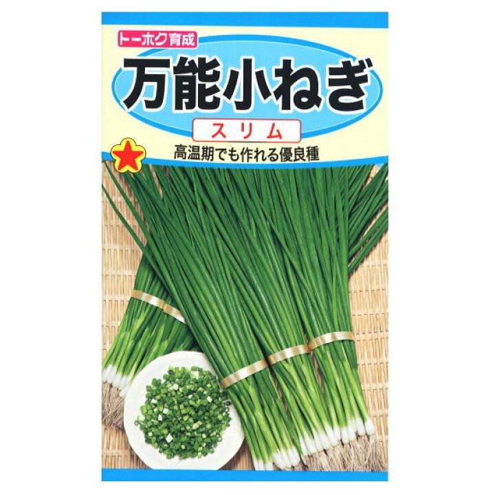 楽天市場 春まき用 トーホク 万能小ねぎ スリム 種 家庭菜園 プランター 薬味 栽培 ネギのタネ 野菜 たね 種子 ガーデニングと雑貨の菜園 ライフ