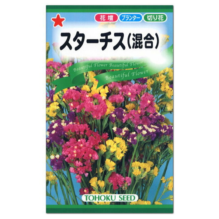 楽天市場 トーホク スターチス 混合 種 一年草 花壇 プランター 切花 たね ガーデニング ガーデニングと雑貨の菜園ライフ 楽天市場 トーホク スターチス 混合 種 一年草 花壇 プランター 切花 たね ガーデニング ガーデニングと雑貨の菜園ライフ